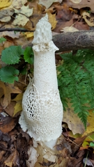 Phallus duplicatus