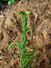 Cryptomeria japonica
