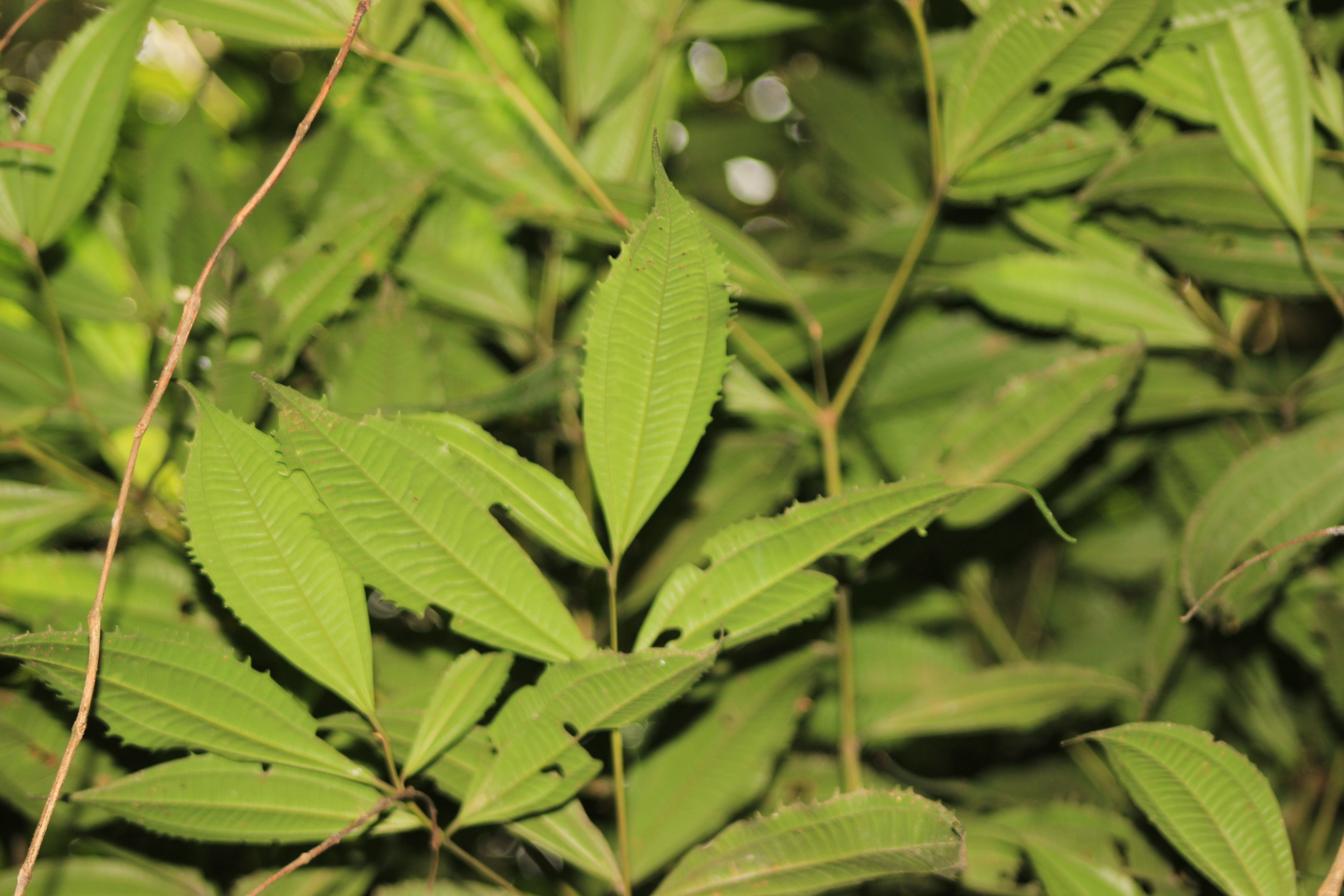 Miconia pusilliflora