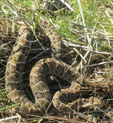 Bothrops