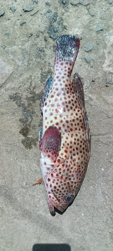 Cabrilla (Epinephelus analogus) — Serranidae — 5