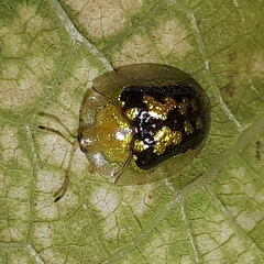 Cassida diomma