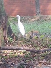 Bubulcus ibis