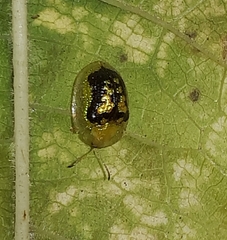 Cassida diomma