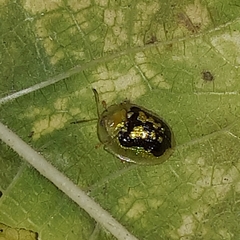 Cassida diomma