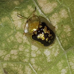 Cassida diomma