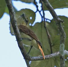 Pachyramphus
