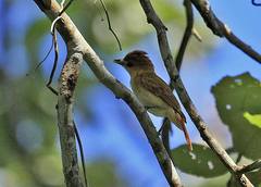 Pachyramphus