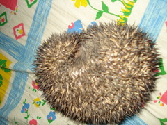 Paraechinus micropus