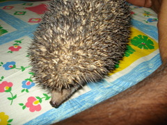 Paraechinus micropus