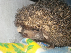 Paraechinus micropus