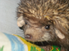 Paraechinus micropus