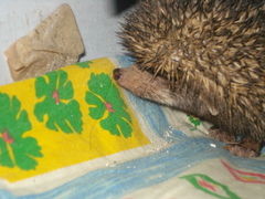 Paraechinus micropus