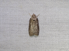 Stictopterinae