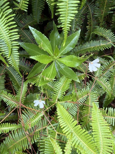 Scaevola chamissoniana observed 2025-07-02