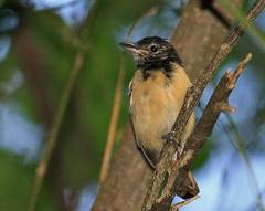 Thamnophilus melanonotus