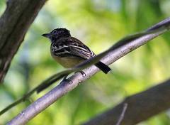 Thamnophilus melanonotus