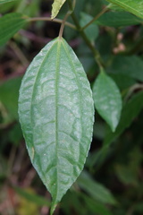 Pilea funkikensis