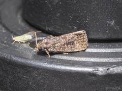 Cryptaspasma