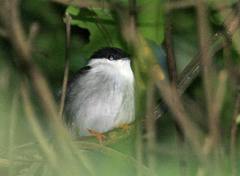 Manacus manacus abditivus