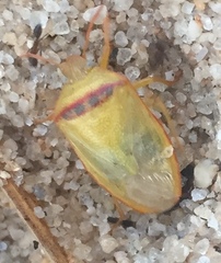 Piezodorus guildinii