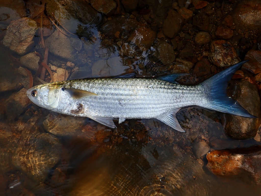 Bluetail Mullet