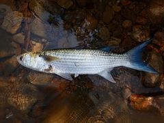 Bluetail Mullet photo 1