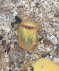 Piezodorus guildinii