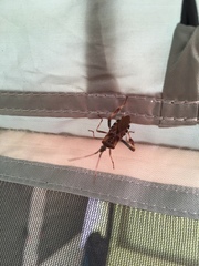 Leptoglossus clypealis