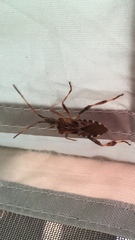 Leptoglossus clypealis