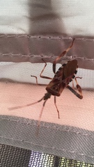 Leptoglossus clypealis