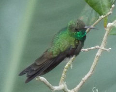 Riccordia swainsonii