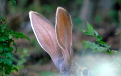 Lepus alleni