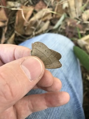 Nhambikuara cerradensis