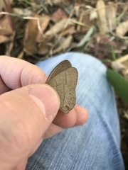 Nhambikuara cerradensis