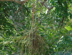 Tillandsia exserta