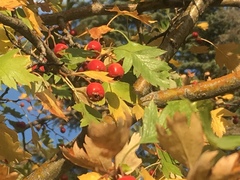 Crataegus monogyna