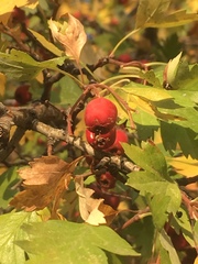 Crataegus monogyna