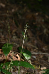 Neottia deltoidea