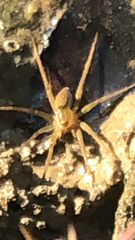 Dolomedes triton