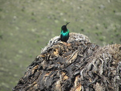 Nectarinia johnstoni