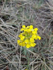 Erysimum asperum