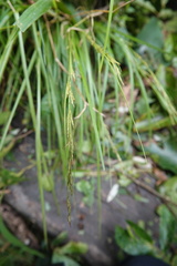 Carex brunnea