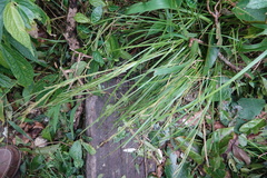 Carex brunnea