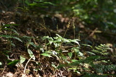 Neottia deltoidea