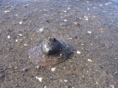 Natica unifasciata