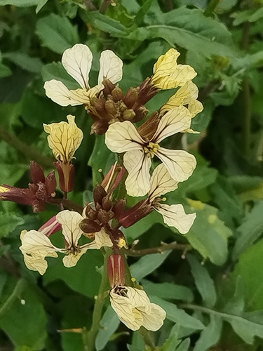 Eruca sativa, photograph 3