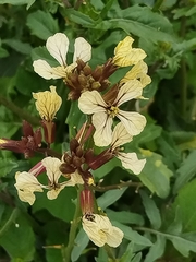 Eruca sativa, photograph Diego López, CC BY, iNaturalist via GBIF