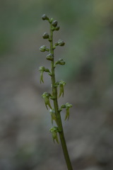 Neottia deltoidea