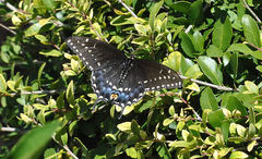 Papilio polyxenes asterius